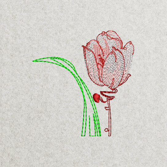 Tulip